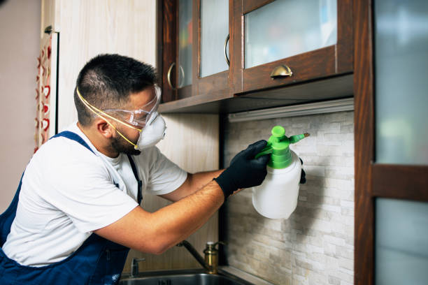 Best Local Pest Control Services  in Kaumakani, HI