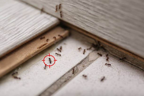 Best Pest Removal Services  in Kaumakani, HI